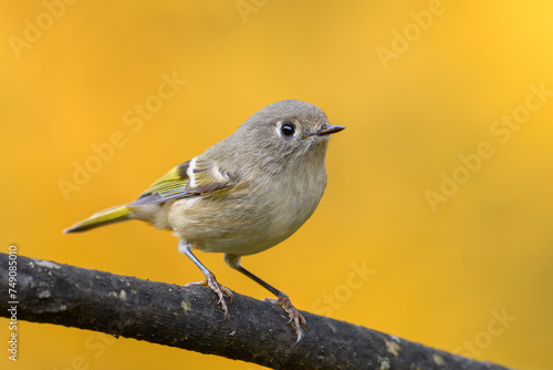 Ruby-crowned Kinglet