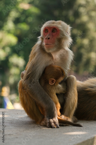 Bonnet macaque  Macaca radiata  in Swayambhunath of Kathmandu city.