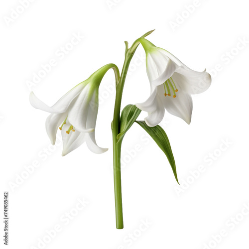 Snowbell flower isolated on transparent background