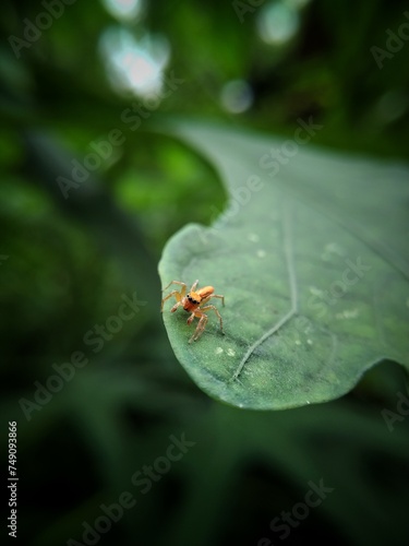 Jumping spider on a leaf © A.willem