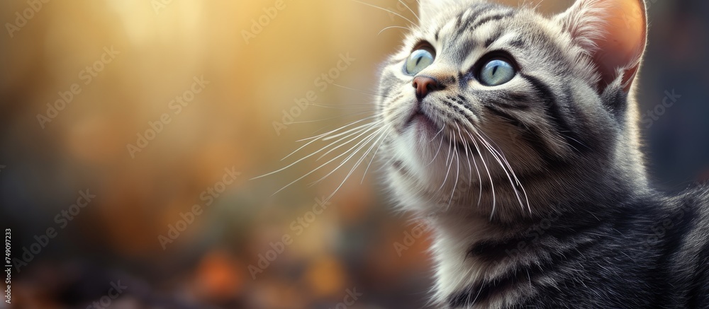 An enthusiastic striped gray kitten gazes upwards at the sky, with a blurry background adding depth to the scene.