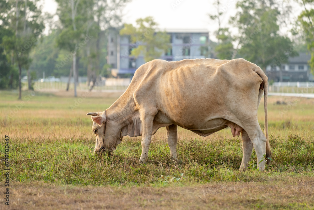 Brown cow on green field eating grass Brown cow on green field eating grass