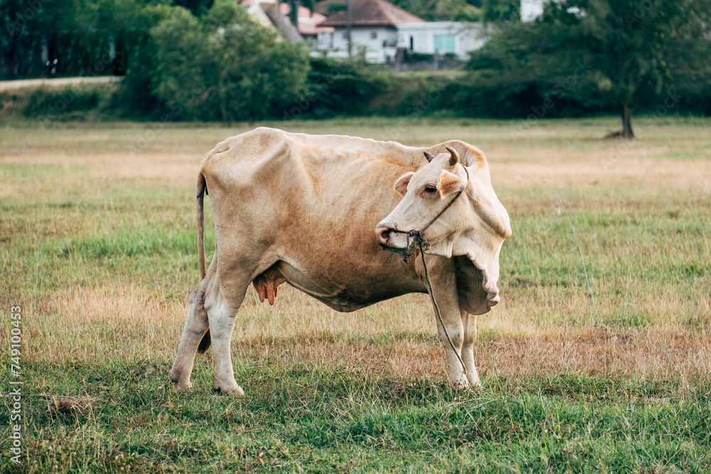 Brown cow on green field eating grass