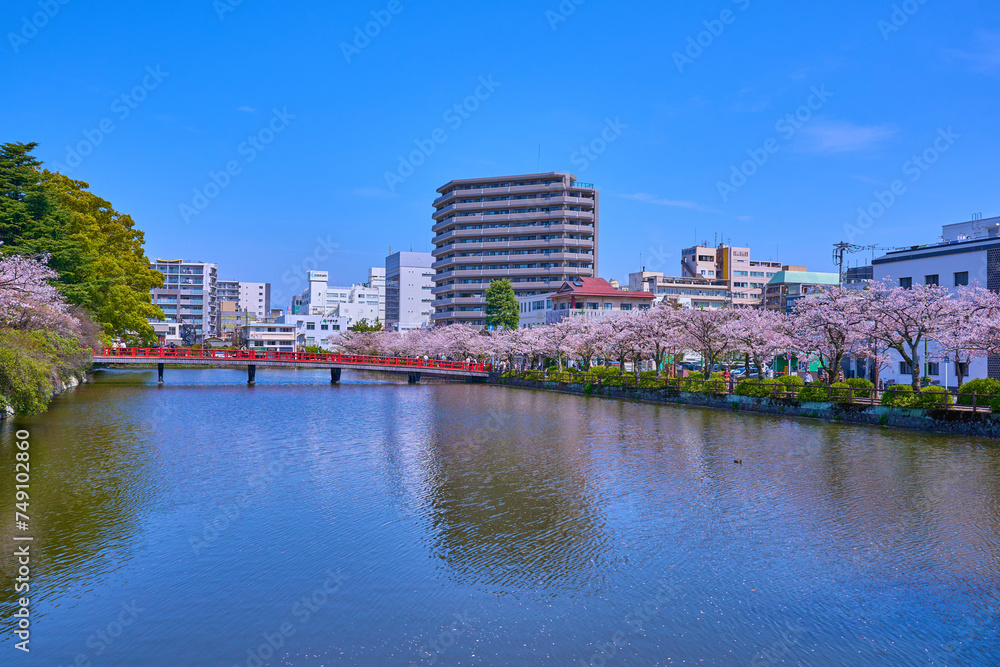 桜咲く神奈川県小田原市の小田原城東側の堀から学橋方面を見る