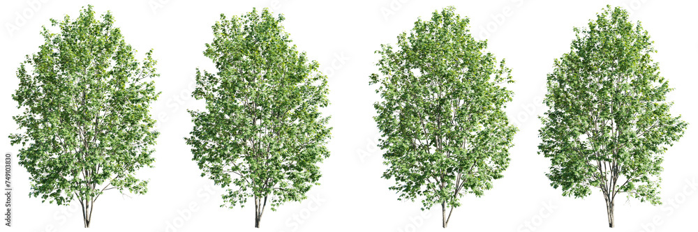 Fototapeta premium Isolated trees on transparent background.3d rendering PNG Set