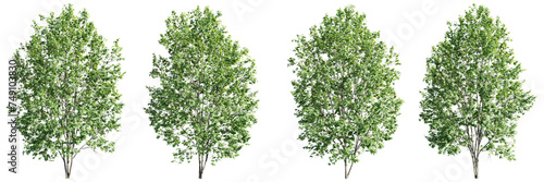 Isolated trees on transparent background.3d rendering PNG Set photo