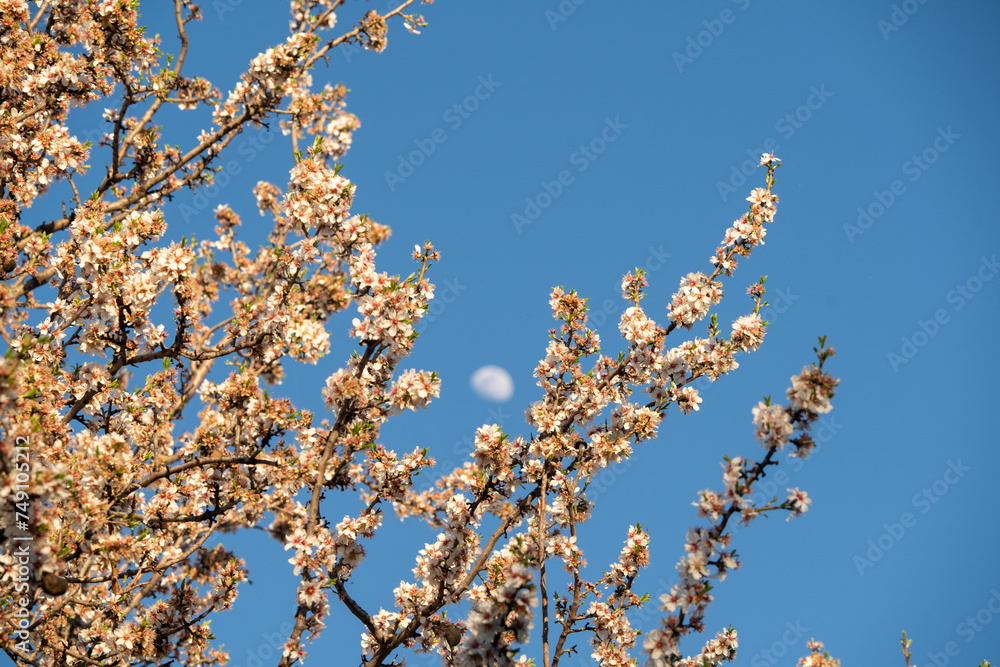 Almond tree branches in bloom, with the moon out of focus in the background in the blue sky during the day. Almond tree branches in bloom, with the moon out of focus in the background in the blue sky during the day.