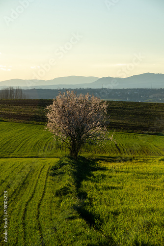 Almond tree in bloom in the middle of a green field with mountains on the horizon during sunset.