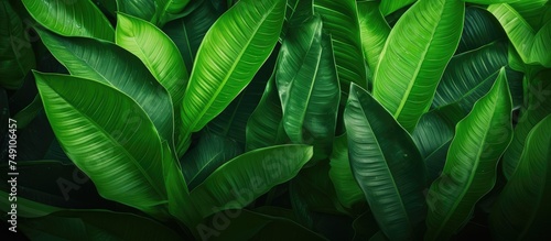 This close-up shot showcases a lush green plant with vibrant, healthy leaves in the foreground. The intricate details of the leaves are beautifully captured, highlighting the natural beauty of the