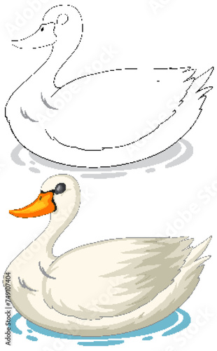 Vector art of a swan, sketched and colored versions.