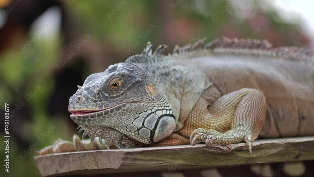 A scaled reptile, the lizard, is resting on a wooden plank A scaled reptile, the lizard, is resting on a wooden plank