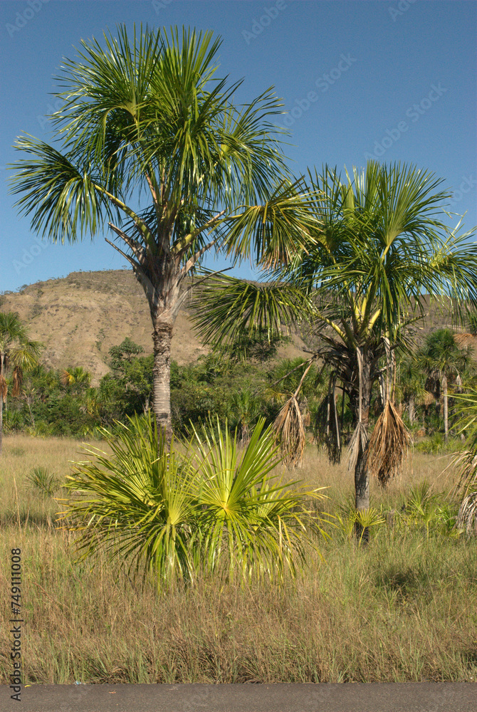 La Gran Sabana,inmensa region llena de selva,Tepuyes y rios. La Gran Sabana,inmensa region llena de selva,Tepuyes y rios.