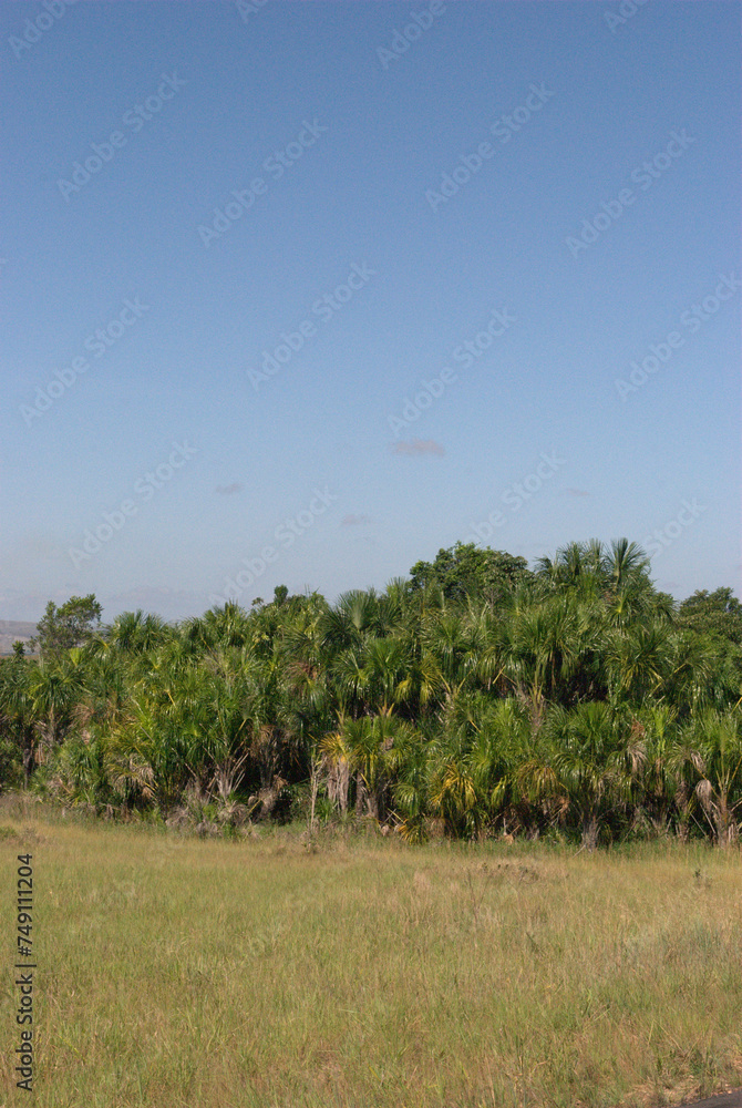 La Gran Sabana,inmensa region llena de selva,Tepuyes y rios. La Gran Sabana,inmensa region llena de selva,Tepuyes y rios.