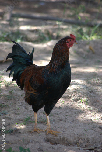 El gallo,la gallina todos se pasean por la Gran Sabana. photo