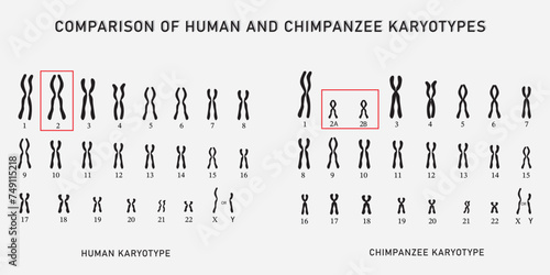 Comparison between human and chimpanzee karyotypes isolated on background.  photo
