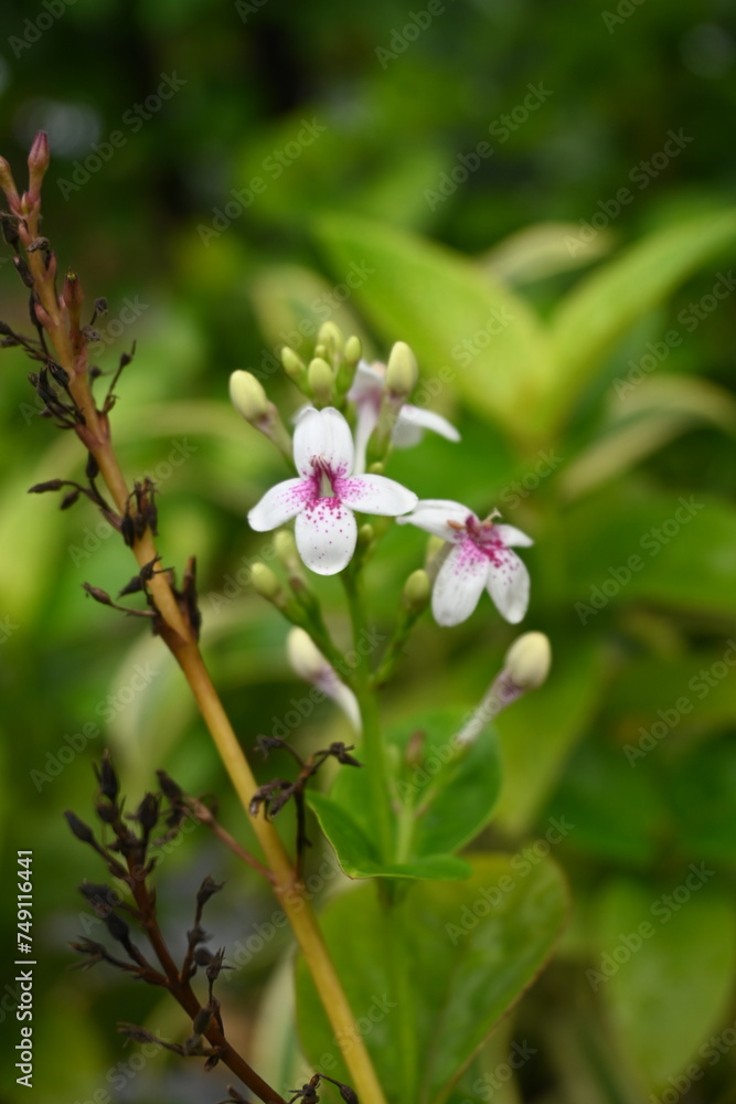Kopsia fruticosa, commonly known as the Pink Kopsia or Shrub Vinca. Pink and white flower in the garden Kopsia fruticosa, commonly known as the Pink Kopsia or Shrub Vinca. Pink and white flower in the garden