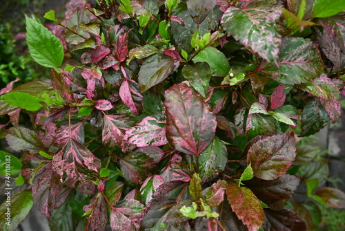 pink and green leaves after rain in garden