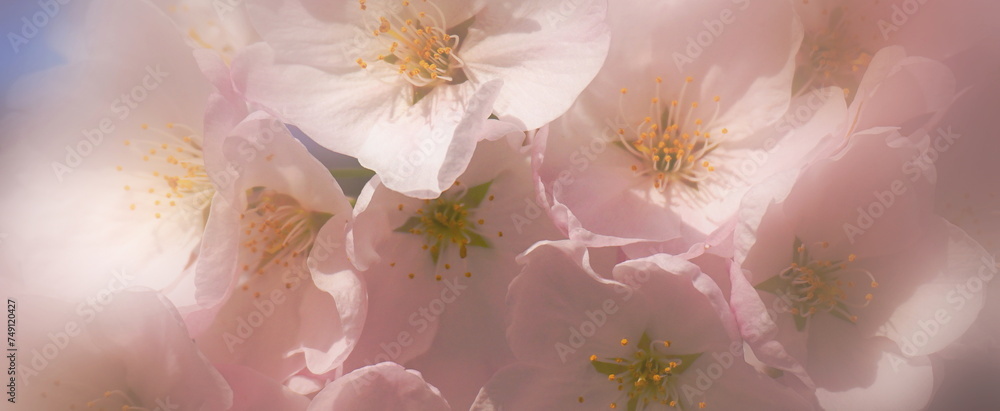 Delicate and beautiful cherry blossom against blue sky background. Sakura blossom. Japanese cherry blossom. Delicate and beautiful cherry blossom against blue sky background. Sakura blossom. Japanese cherry blossom.