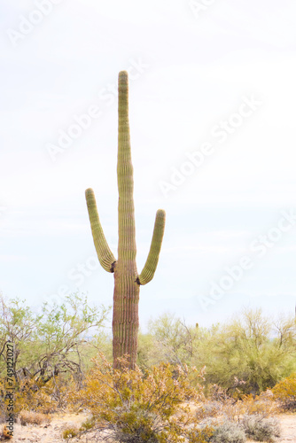 cactus in desert
