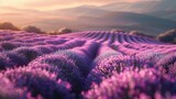 Beautiful detail of scented lavender flowers field perfect Radiant Orchid color in Provence France