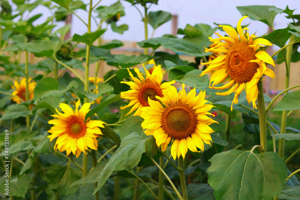 Sunflowers in the field, natural background, closeup of photo Sunflowers in the field, natural background, closeup of photo