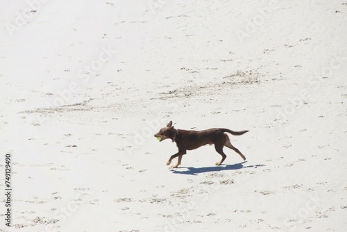 A Cattle Dog and Its Shadow Playing Catch on a Beach, Fitzgerald Coast, Western Australia.