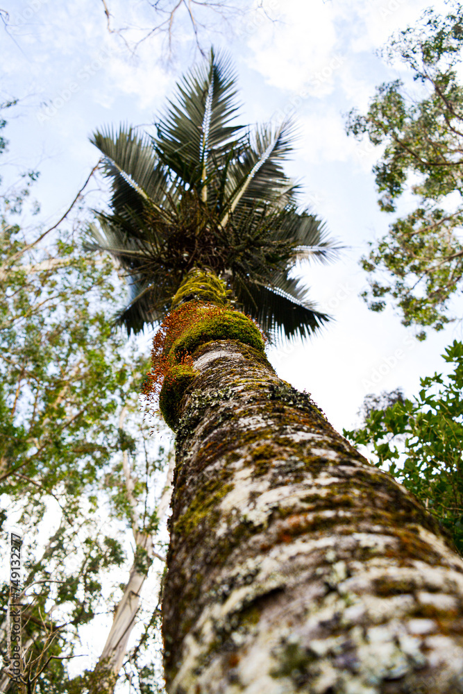 Fototapeta premium Nikau palm tree with moss and lichen on the trunk