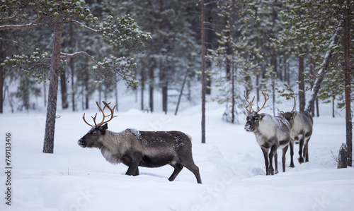 Reindeer in the forrest of  northern Finland in Lapland above the arctic circle  in deep winter and snowing 