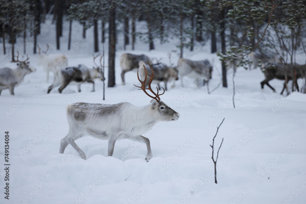 Reindeer in the forrest of northern Finland in Lapland above the arctic circle, in deep winter and snowing Reindeer in the forrest of northern Finland in Lapland above the arctic circle, in deep winter and snowing