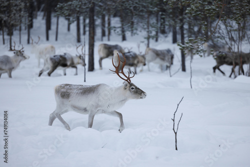 Reindeer in the forrest of  northern Finland in Lapland above the arctic circle  in deep winter and snowing 