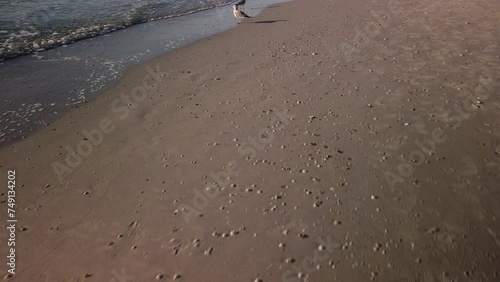 Low walk POV View of two seagulls, sand then wave on Pass-a-Grille beach in St Petersburg Beach, FL. Late in the afternoon showing the sand , water and waves coming. 
