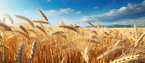 A mature wheat crop is seen in a cultivated field under a cloudy blue sky. The wheat plants are tall and ready for harvest, swaying gently in the wind.