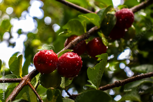 Foto Detail of green Barbados cherries or acerola fruits (Malpighia glabra Linn) wet