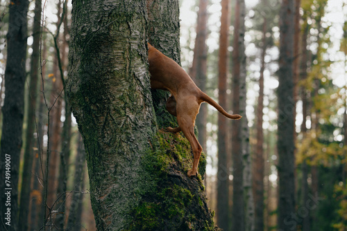 A Viszla dog climbs a tree, displaying a unique combination of agility and curiosity in a dense forest environment. 