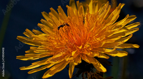 An ant exploring dandelions in the summer sunshine