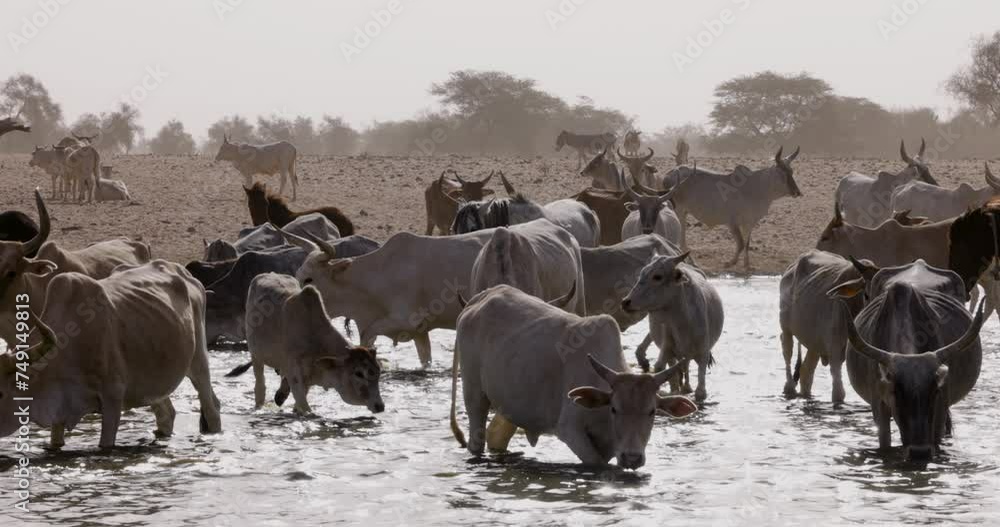 Fulani cattle drinking from the polluted Senegal river. Sahel, Sahara Desert, North Africa. Drought, Climate Change, Desertification Fulani cattle drinking from the polluted Senegal river. Sahel, Sahara Desert, North Africa. Drought, Climate Change, Desertification