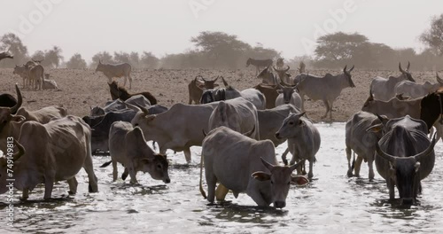 Wallpaper Mural Fulani cattle drinking from the polluted Senegal river.  Sahel, Sahara Desert, North Africa. Drought, Climate Change, Desertification Torontodigital.ca