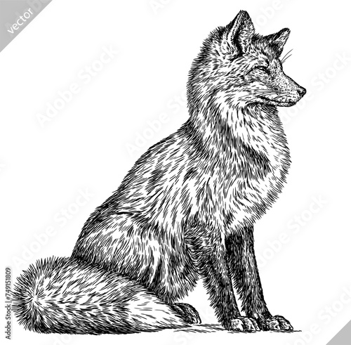 Vintage engraving isolated fox set illustration ink sketch. Wild animal background foxy animal silhouette art. Black and white hand drawn vector image.