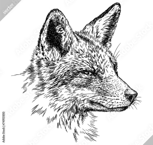 Vintage engraving isolated fox set illustration ink sketch. Wild animal background foxy animal silhouette art. Black and white hand drawn vector image.