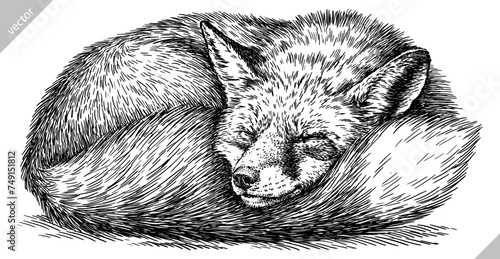 Vintage engraving isolated fox set illustration ink sketch. Wild animal background foxy animal silhouette art. Black and white hand drawn vector image. photo