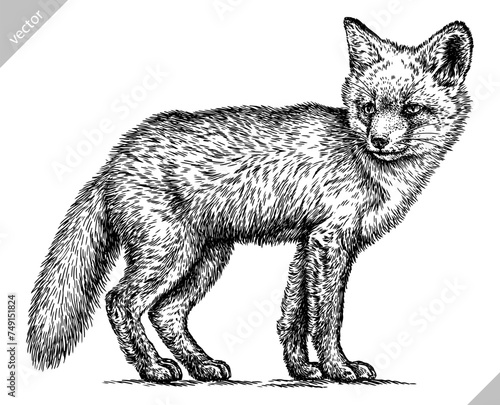 Vintage engraving isolated fox set illustration ink sketch. Wild animal background foxy animal silhouette art. Black and white hand drawn vector image.
