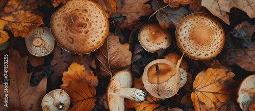 Several light brown mushroom caps are sitting on a bed of fallen leaves, adding a natural touch to the forest floor.