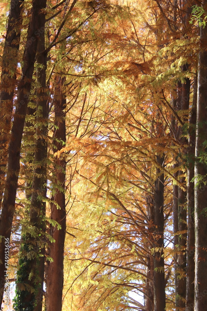 Fototapeta premium 福岡県築上町のメタセの杜風景