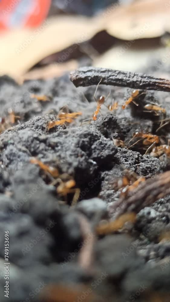 red ants on the land red ants on the land