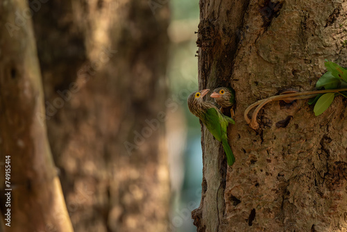 Lineated Barbet  stand in the rain forest photo