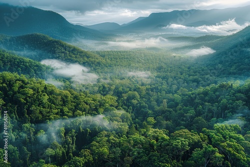 Tropical Evergreen Rain Forest  Rain Forest The nature of various plant species It is complete in terms of ecosystems  biomes  fertile areas  high angle reserved forests  and drone views.Landscape.