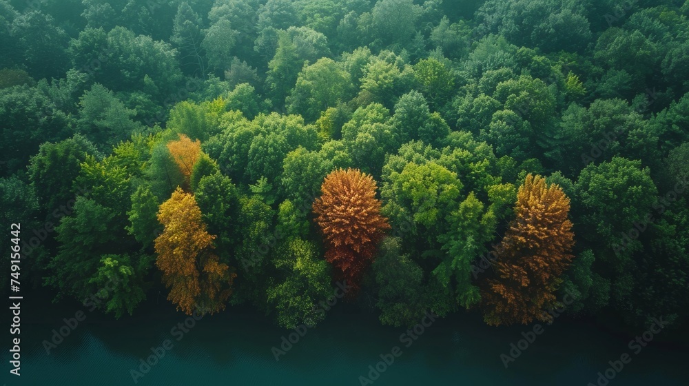 temperate deciduous forest, autumn, pine forest, forest, nature, landscape, tree, top view, oak, beech, maple, willow, leaf, woodland, giant trees, background, fantasy, tranquil scene, pine, change, d - obrazy, fototapety, plakaty 