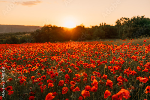 Field poppies sunset light banner. Red poppies flowers bloom in meadow. Concept nature  environment  ecosystem.