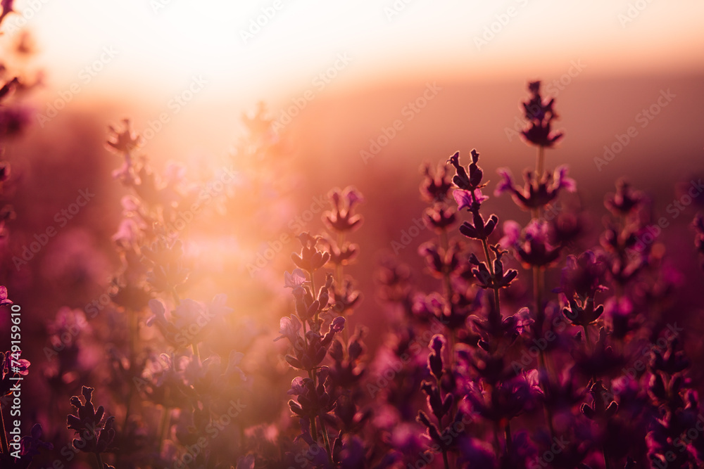 Lavender flower background. Violet lavender field sanset close up. Lavender flowers in pastel colors at blur background. Nature background with lavender in the field. Lavender flower background. Violet lavender field sanset close up. Lavender flowers in pastel colors at blur background. Nature background with lavender in the field.