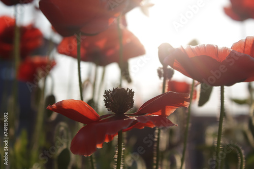 Red poppy in field. wonderful morning